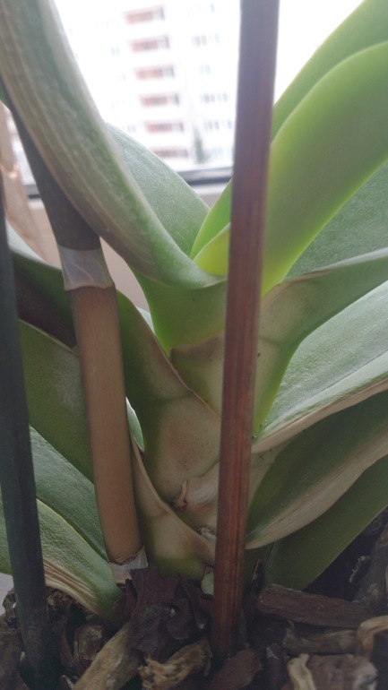 помогите, подскажите!!