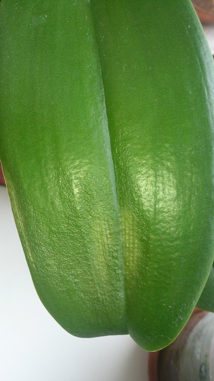 помогите, подскажите!!