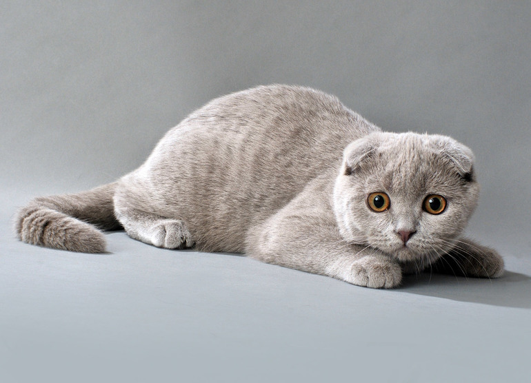 Скоттиш-фолд, или шотландская вислоухая порода кошек | форум Babyblog