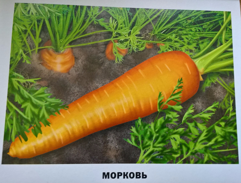 Картинка морковь с надписью