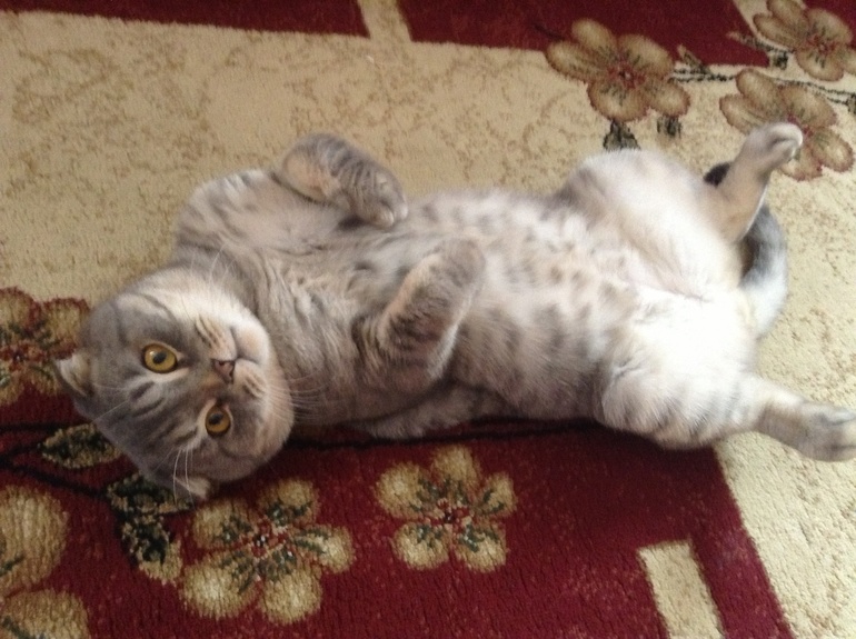 Просто показаться)))