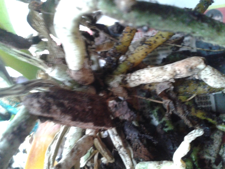 Помогите моей Орхи!!