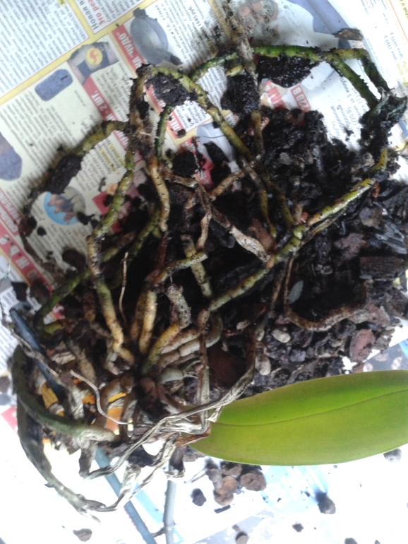 Помогите моей Орхи!!