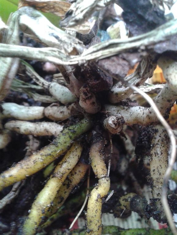 Помогите моей Орхи!!