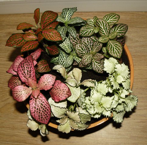 Вытянулась фиттония - что делать?