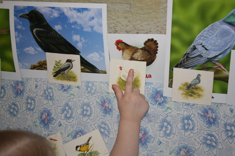 Птицы. 5. Обобщение.