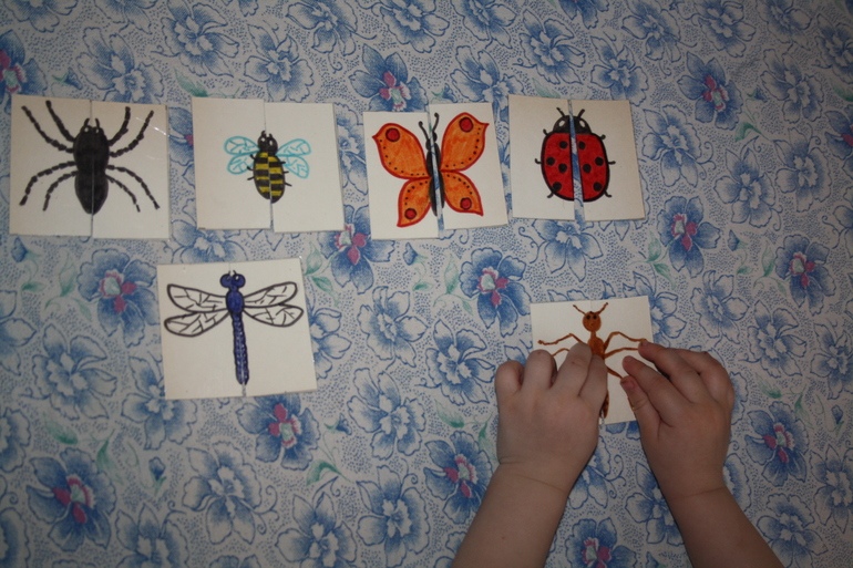 Насекомые. День 1.