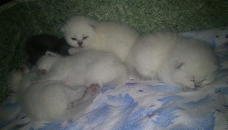 Малышам 2 недельки!