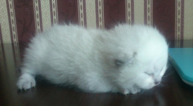 Малышам 2 недельки!