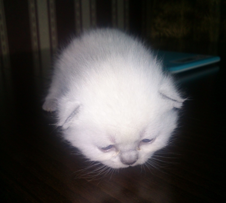 Малышам 2 недельки!