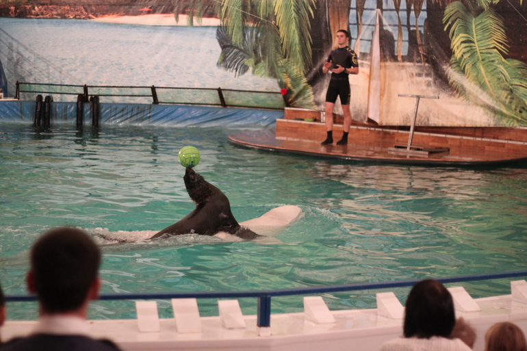 Дельфинарий