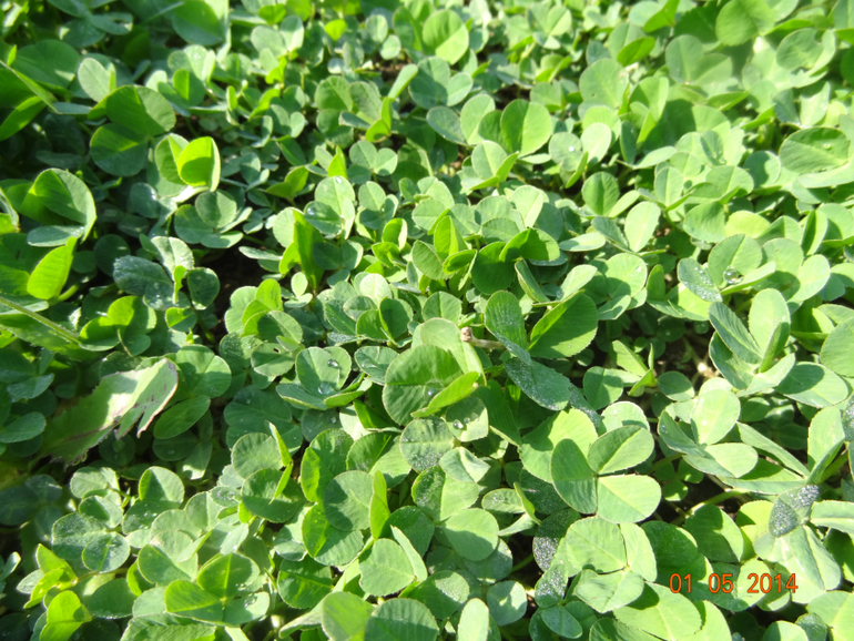 Выходные на даче.