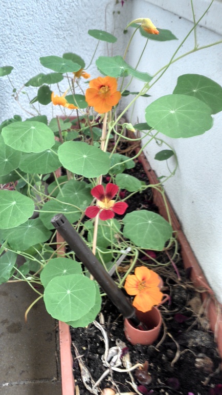 цветы на балконе