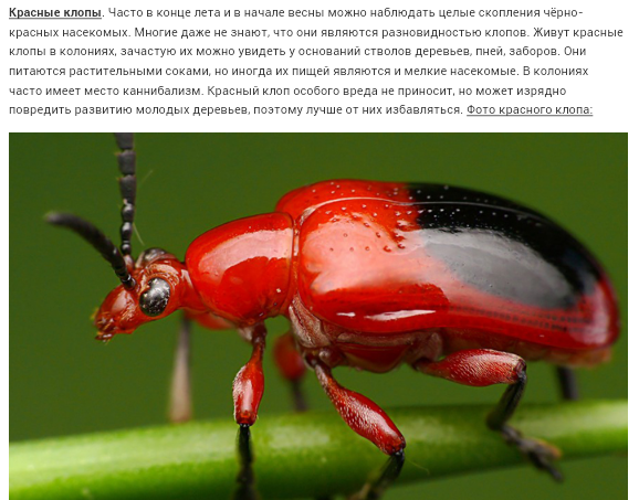 Колорады, говоришь?