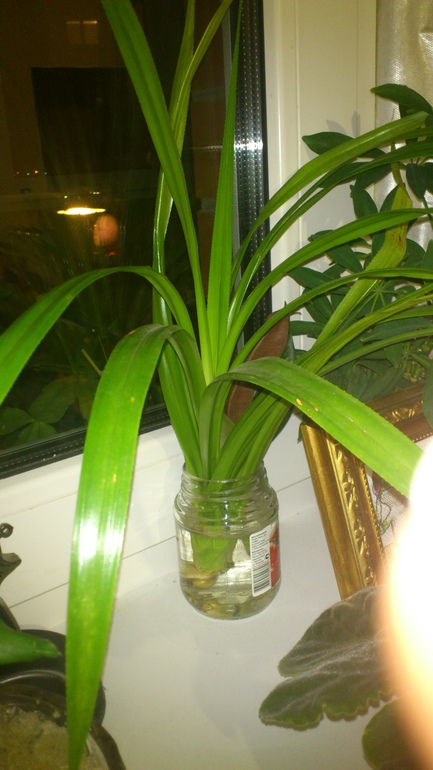 Что это такое колючее?))