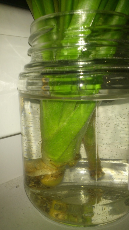 Что это такое колючее?))