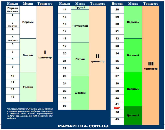 Сроки беременности