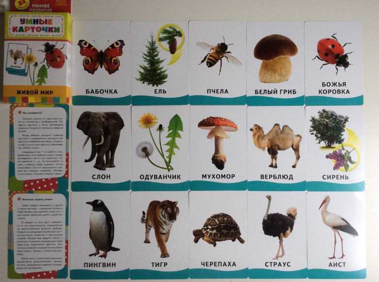 живой мир сайт. энциклопедия мир животных для детей. энциклопедия. а. набор карточек росмэн умные карточки.