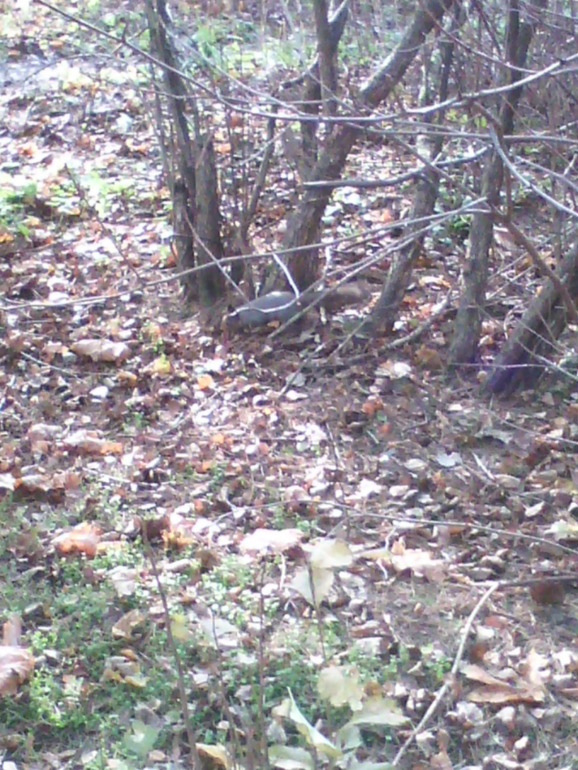 Спецагент Аня