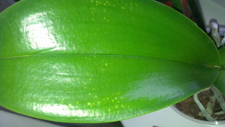 Что за пятна у орхидеи подскажите!!!