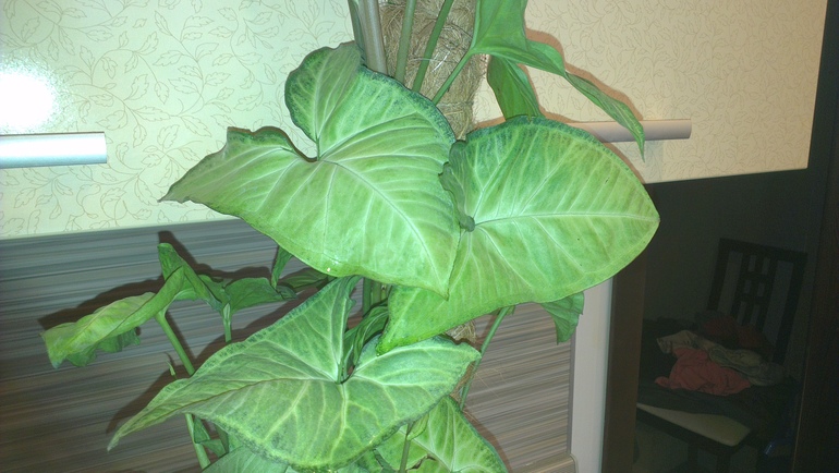 7-ми месячный кросавец