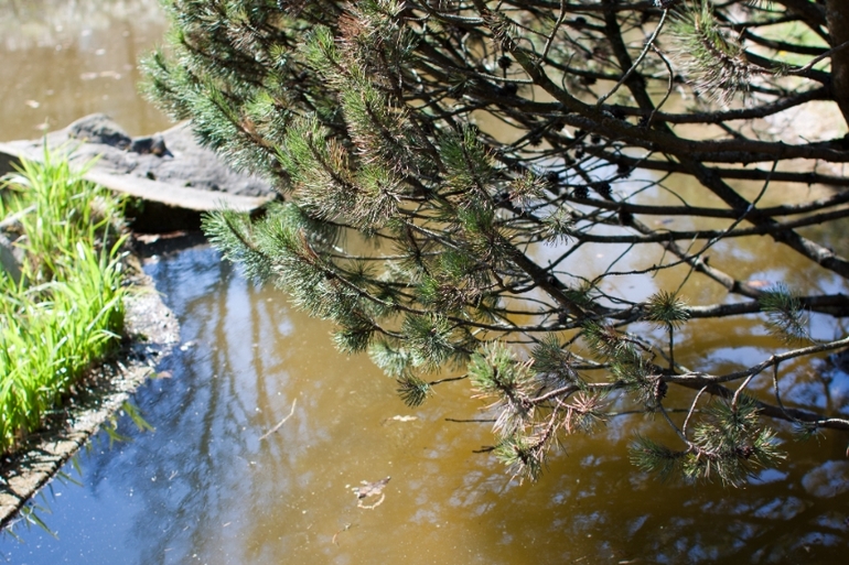 Японский сад