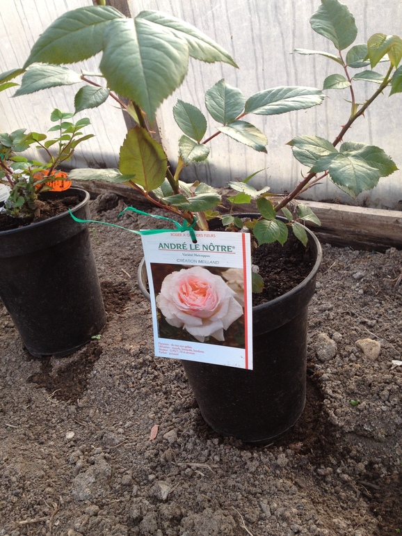 в мою маленькую коллекцию роз от meilland