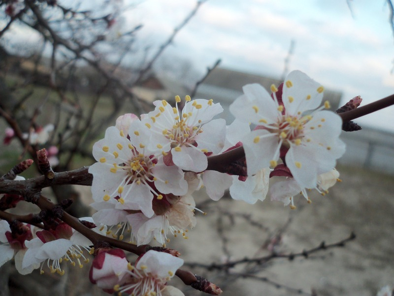 Цветение абрикос.