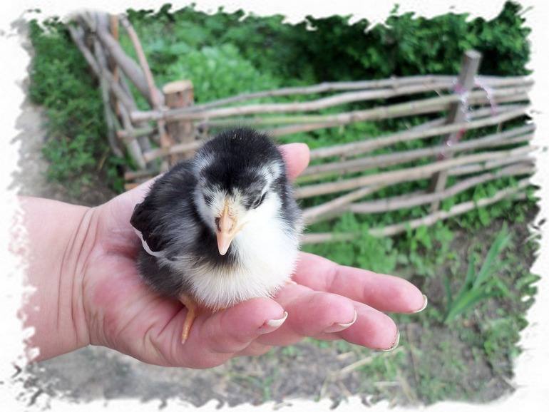 Мой любимчик.