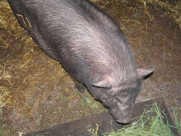 Все в деревню!