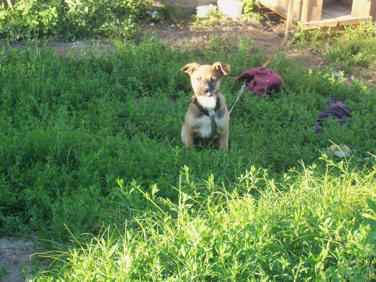 Зверьё моё.