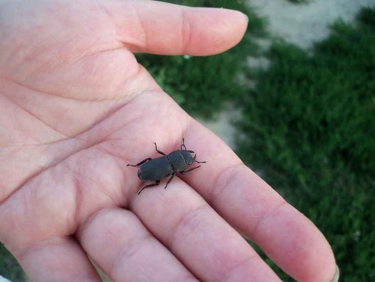 НосороГжек