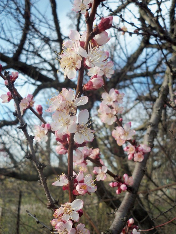 Цветение абрикос.