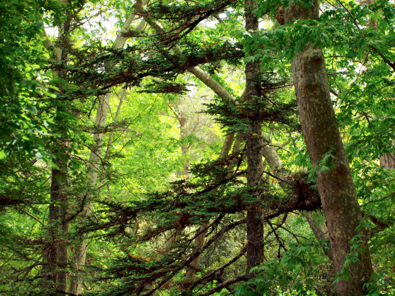 Что посмотреть на Кипре. Кедровая долина