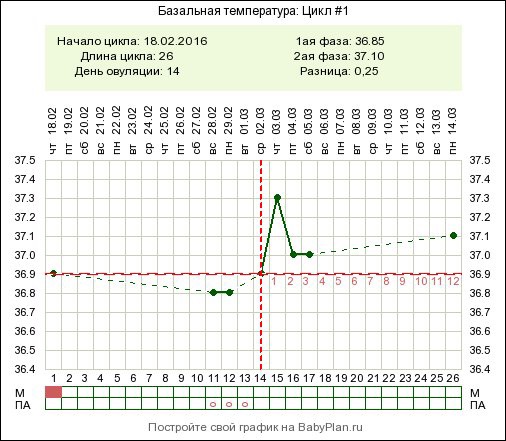 Сколько дней цикл