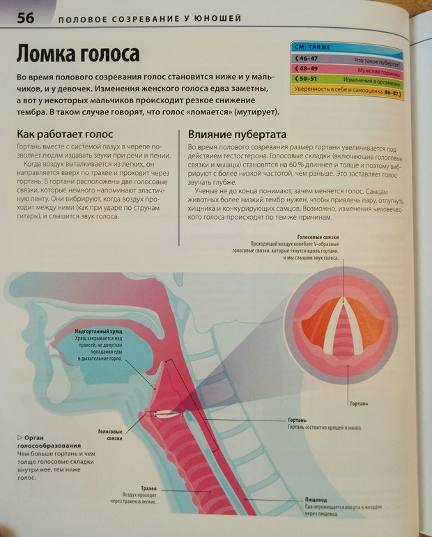 Со скольки лет ломается голос