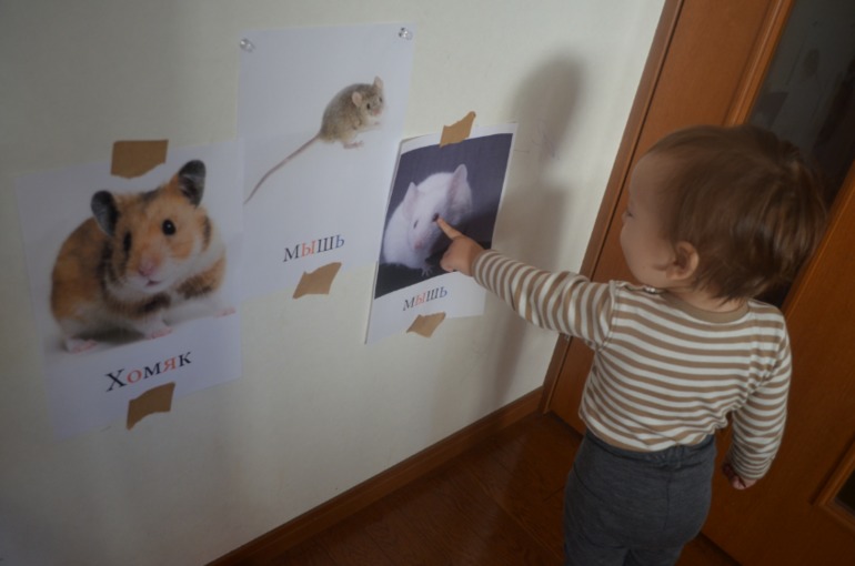 ТН домашние животные  3-4 день, хомяк и рыбки