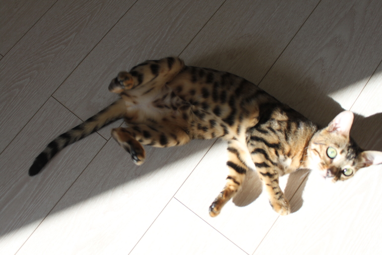 Прошу совета опытных кошатников-заводчиков породистых котят.