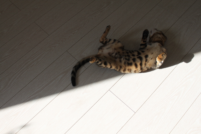 Прошу совета опытных кошатников-заводчиков породистых котят.