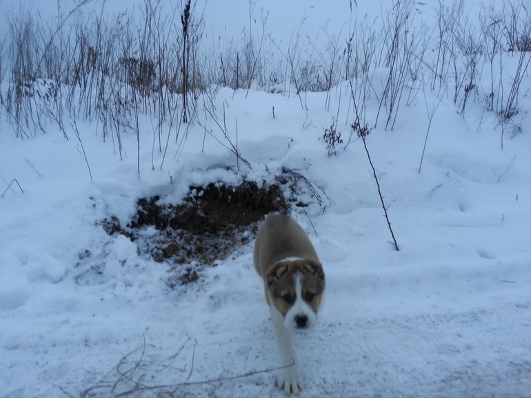 Айна & Коля)