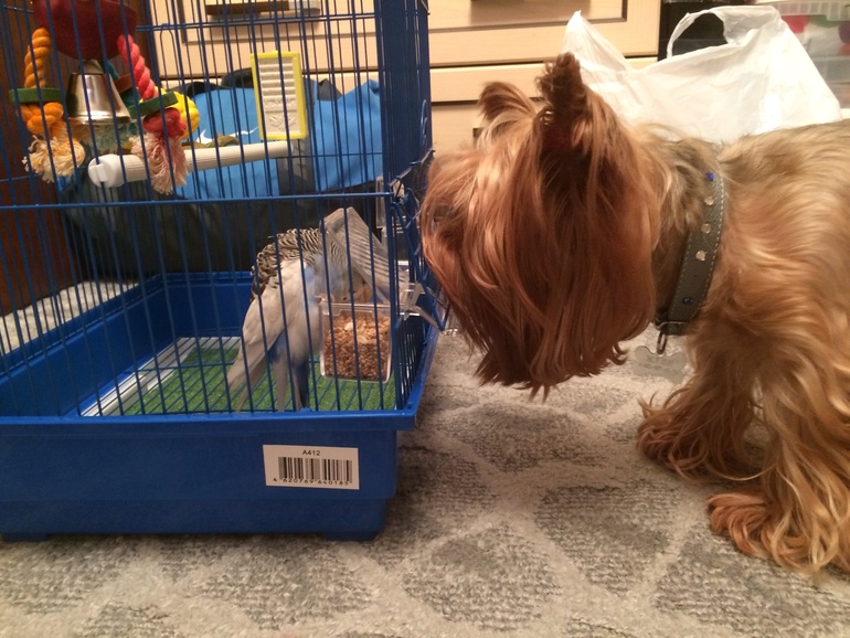 Найдена птичка-отдам в хорошие руки