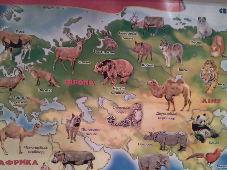 Лесные животные. Медведь.