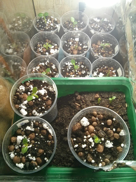 Моя посевная. Итоги за март