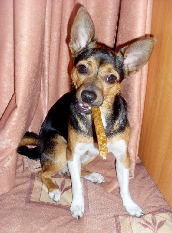 Наши собачьи истории.