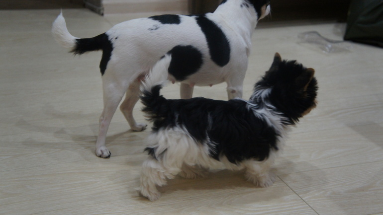 В нашей семье пополнение черно-белых)