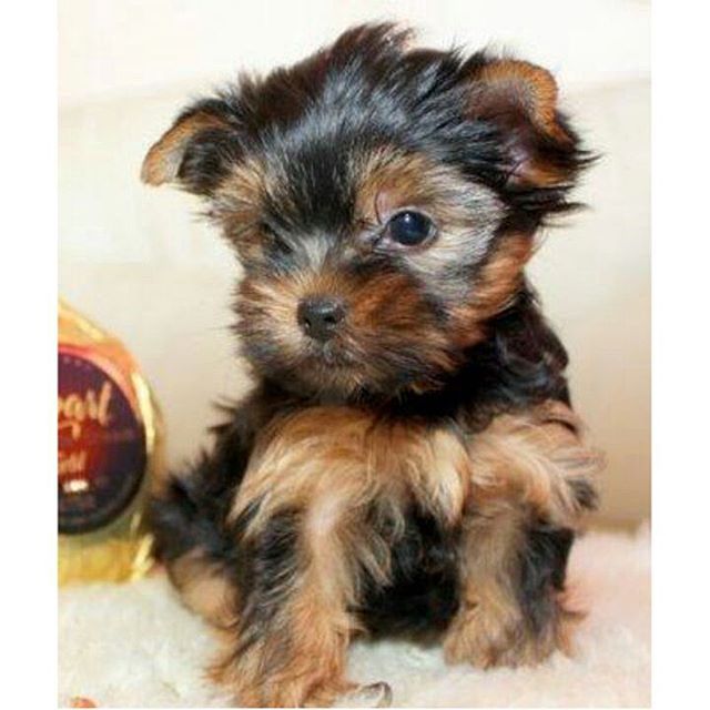 как воспитывать йоркширского терьера. йорк или чихуахуа. авито йорки щенки в белой калитве. щенки новорожденными йорка мордочка.