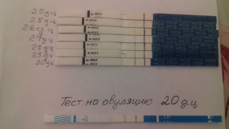 Тест на беременность на 26 день цикла