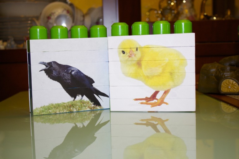 Птичья неделя. Много фото