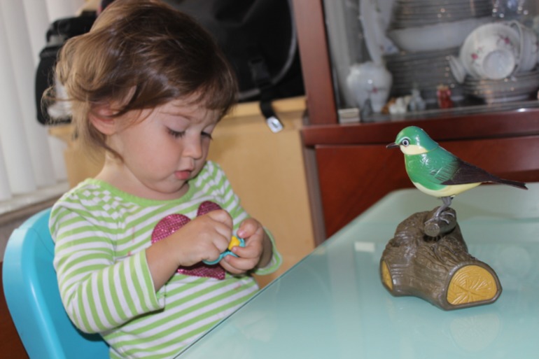 Птичья неделя. Много фото