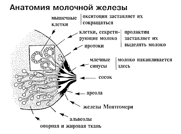 Шишка в подмышке